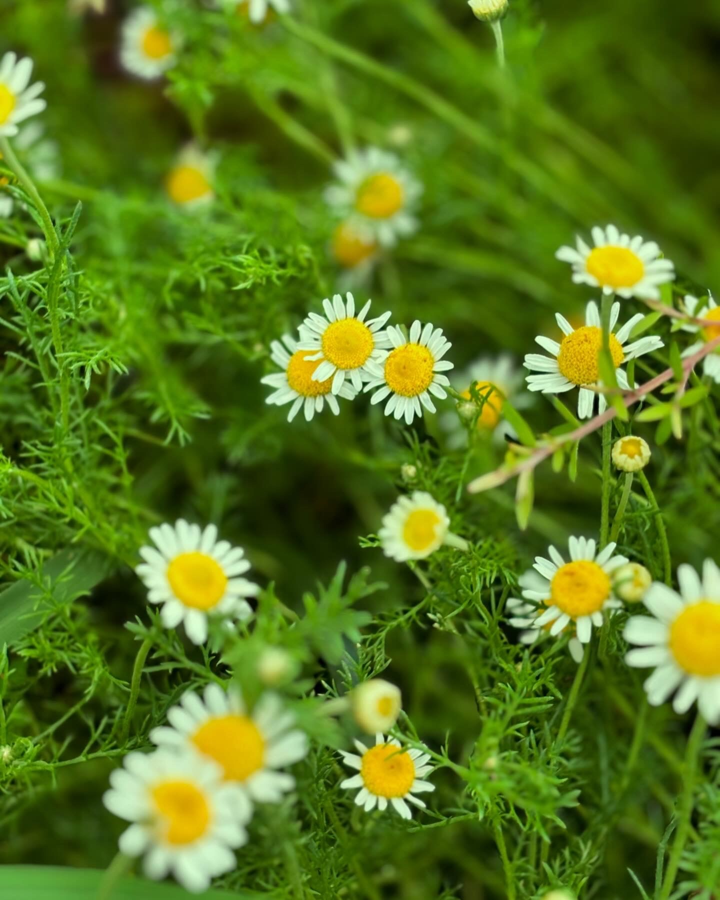  冬の楽しみ～フルーツポマンダーを作ろう♪～