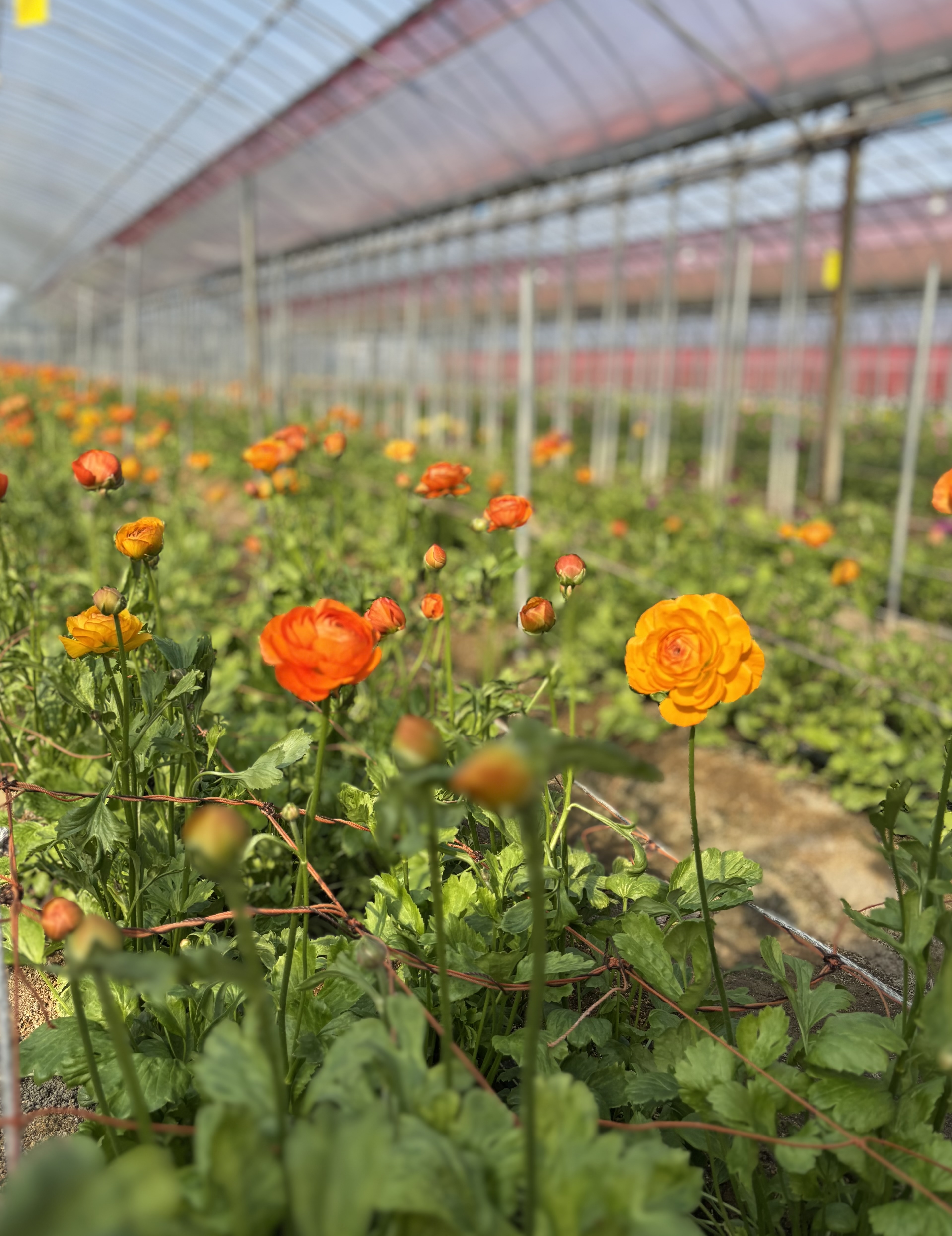 気分はパリ？香川県産のお花でフラワーアレンジメントを作ってみよう！