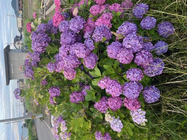 花のある暮らし 　あじさいを使ったアレンジメント【13:00～】