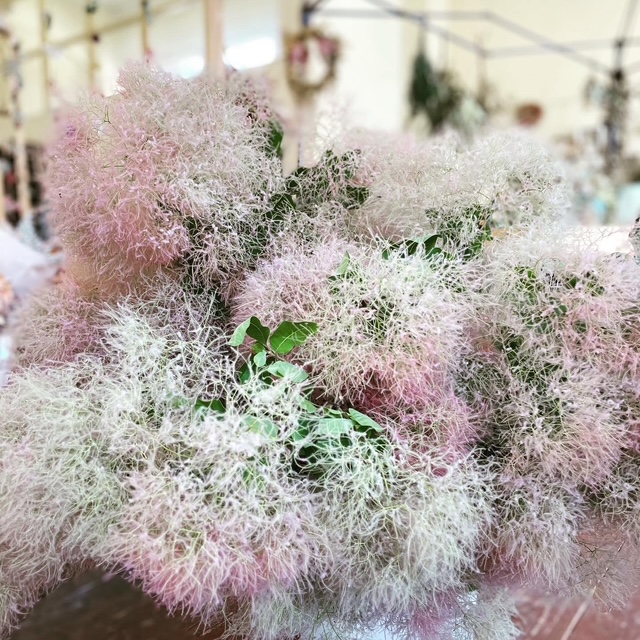 花のある暮らし 　スモークツリーを使ったリース【10:00～】